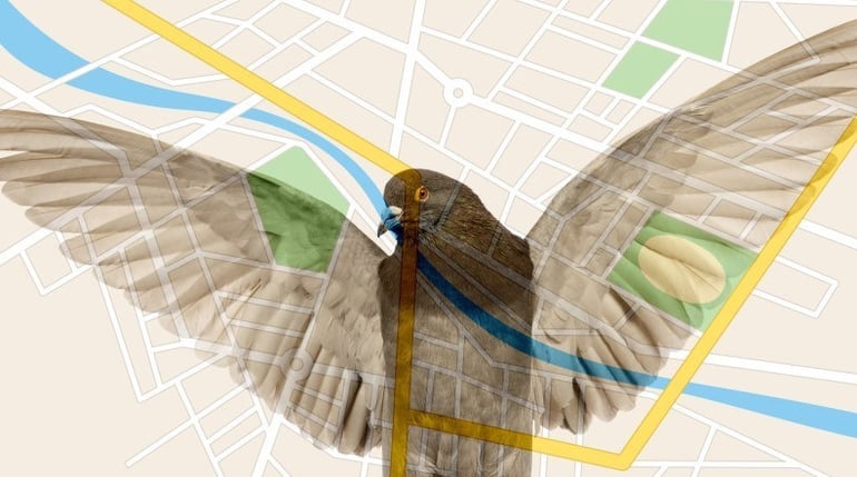 google-pigeon